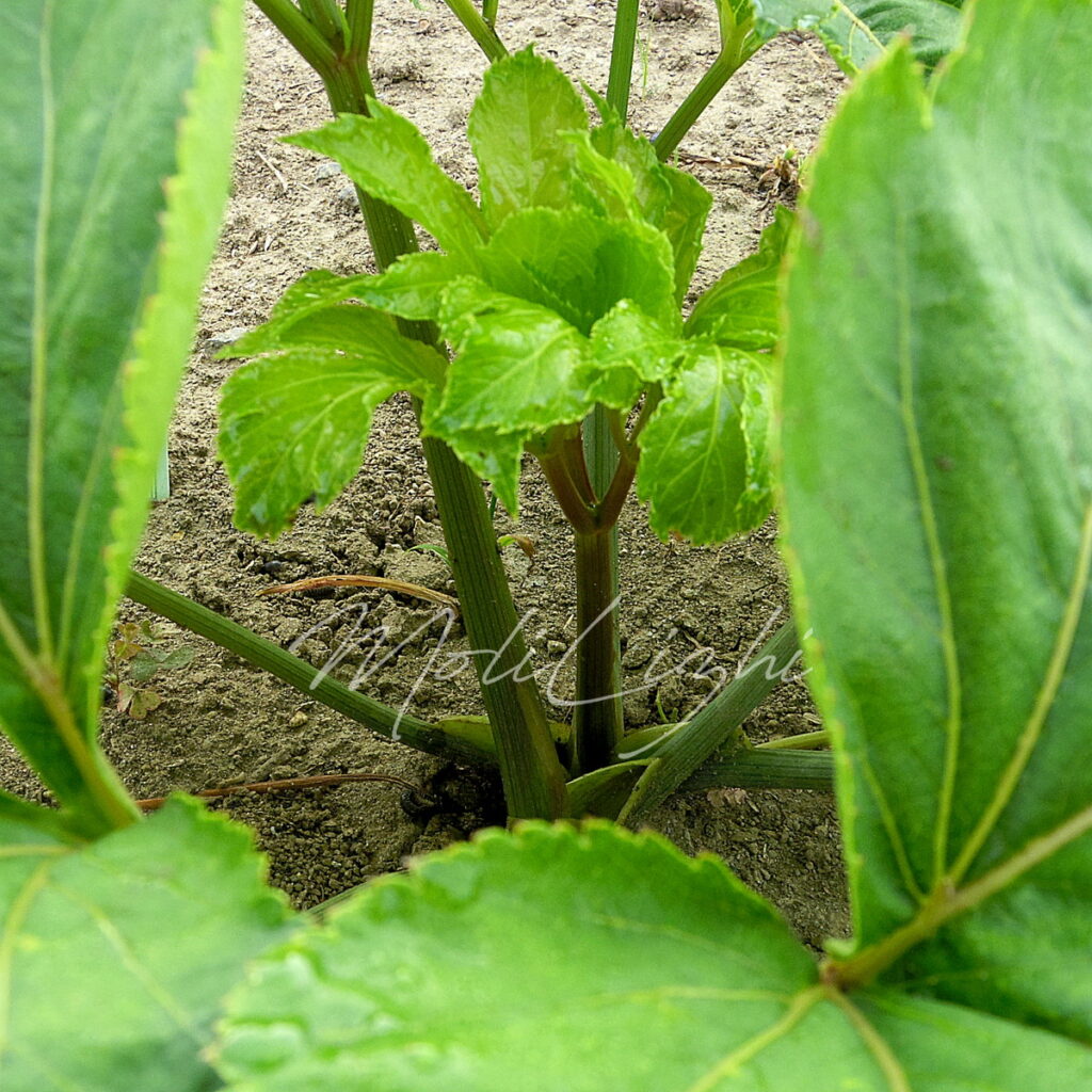 写真:今年植えた明日葉。元気に育っています!(撮影:2025年6月)