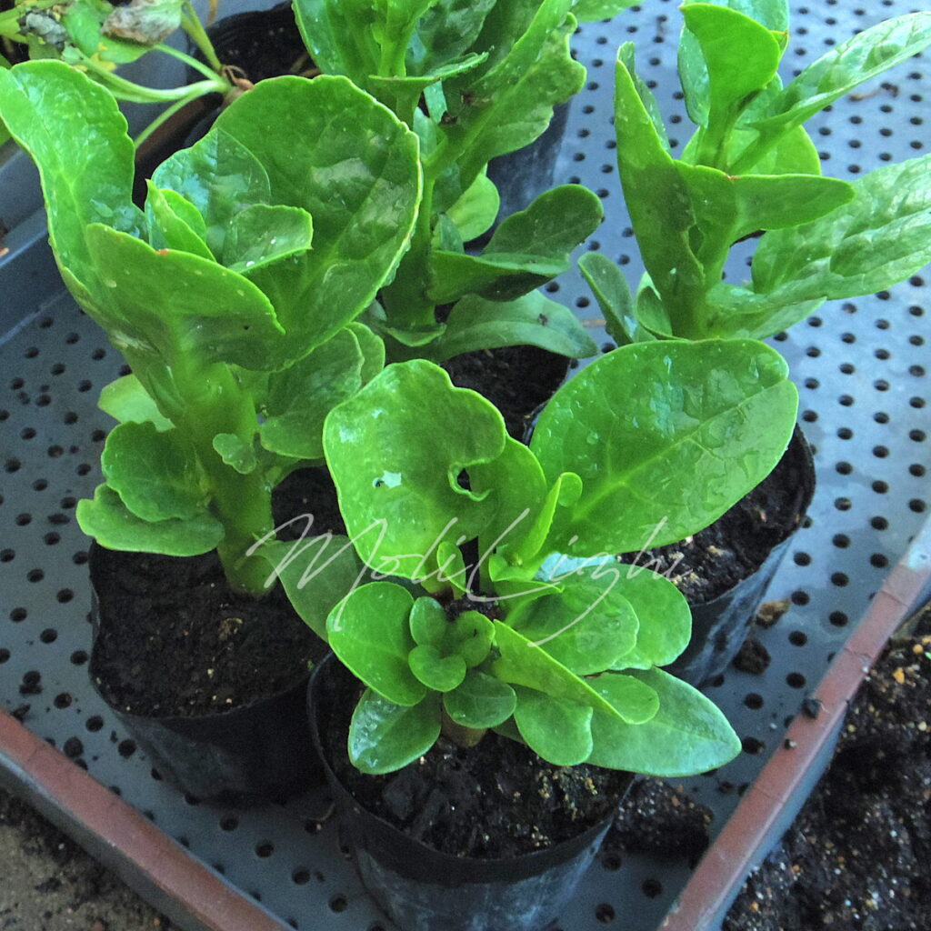 ツメムラサキの苗