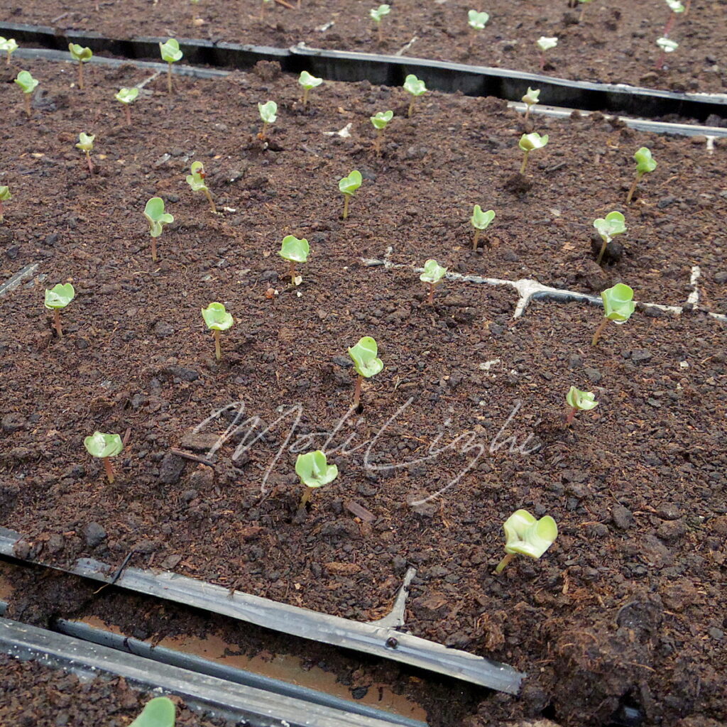 キャベツ 初秋の芽