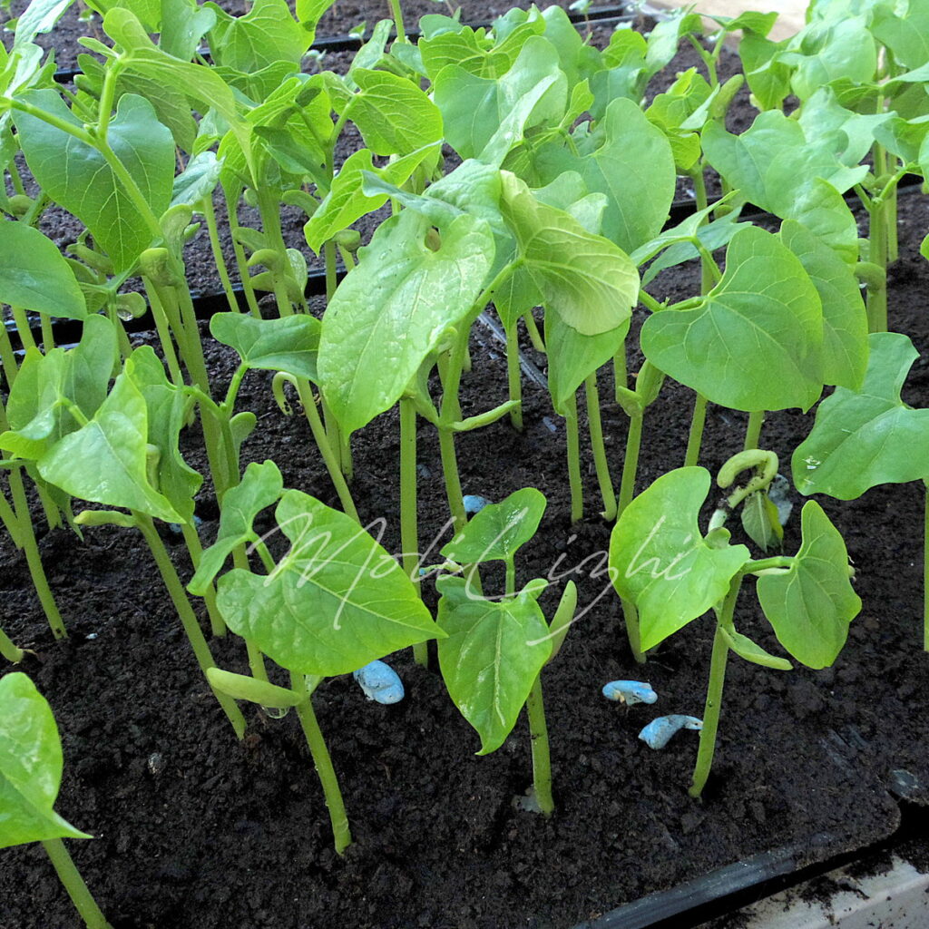 つるなしささげ
サクサク王子