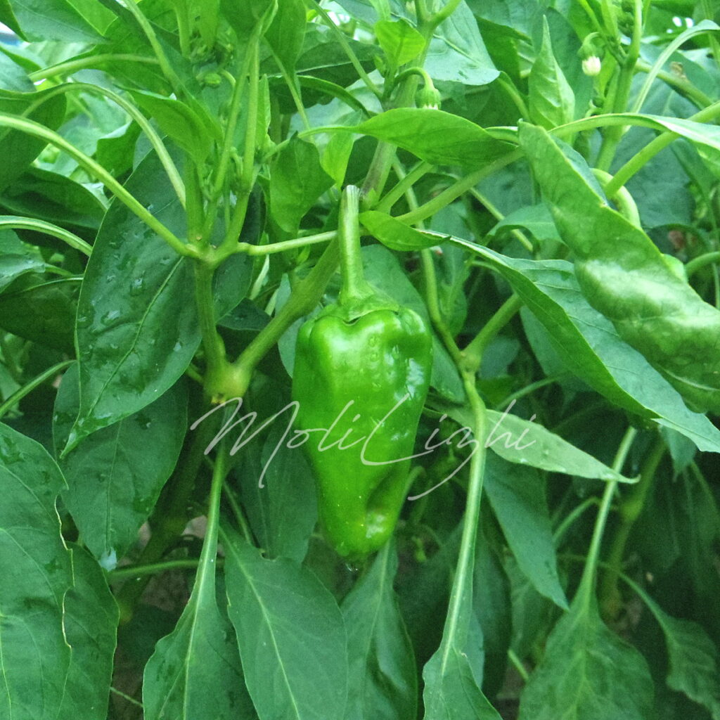 ピーマン とんがりパワー