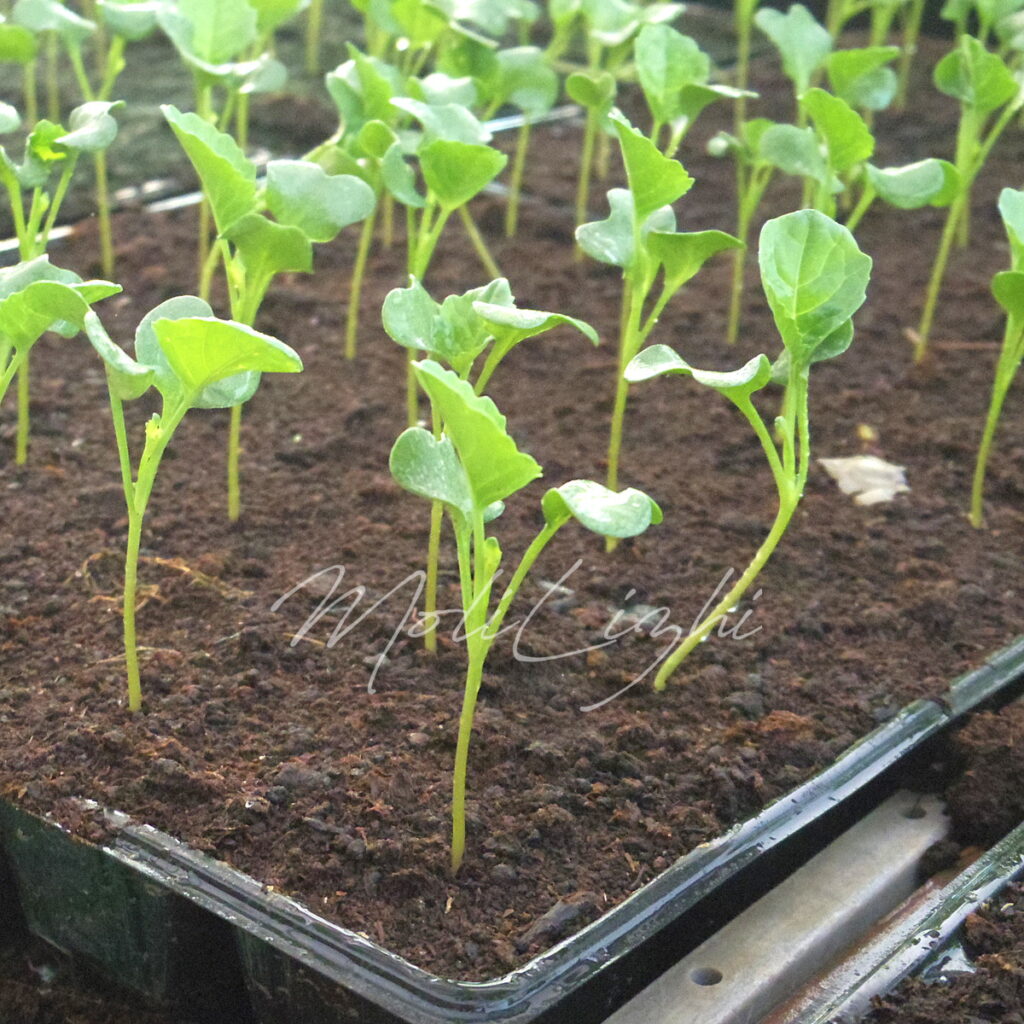 茎ブロッコリー