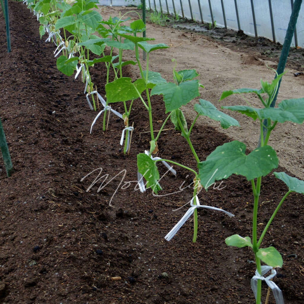 きゅうりの定植