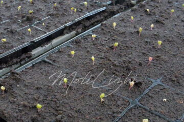 カリフラワーの芽