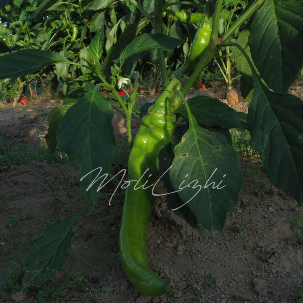 ジャンボ唐辛子