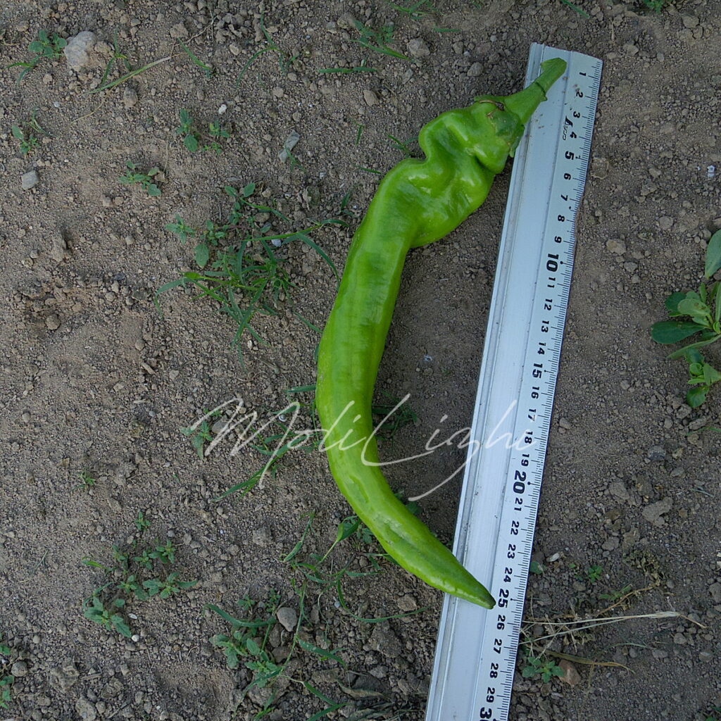 唐辛子のサイズ