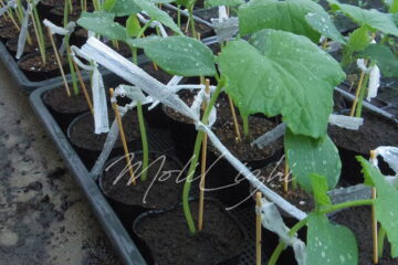 きゅうりの苗