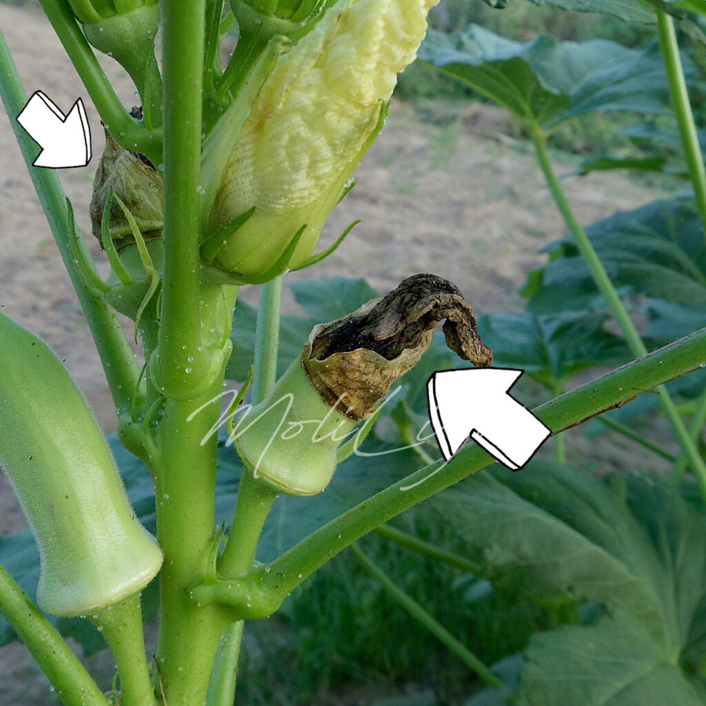 オクラの花の終わり