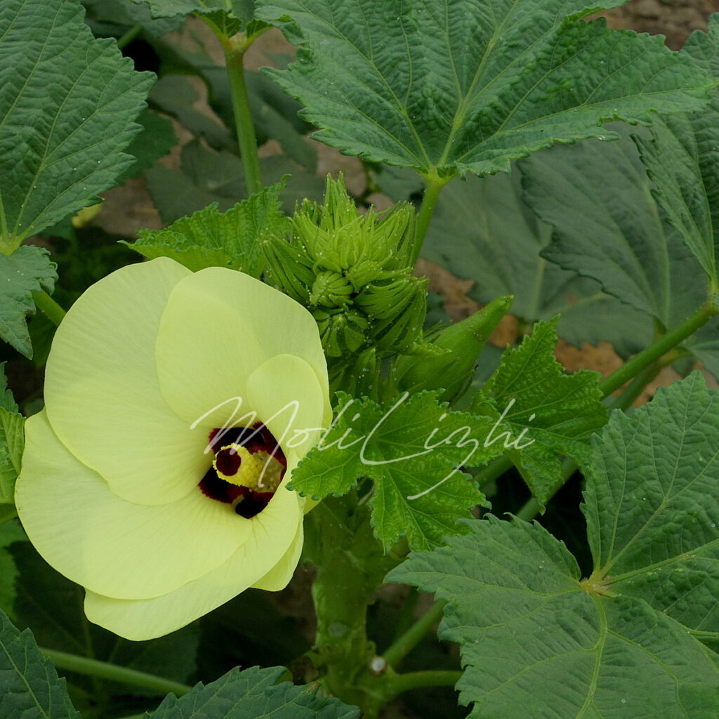 オクラとつぼみと花