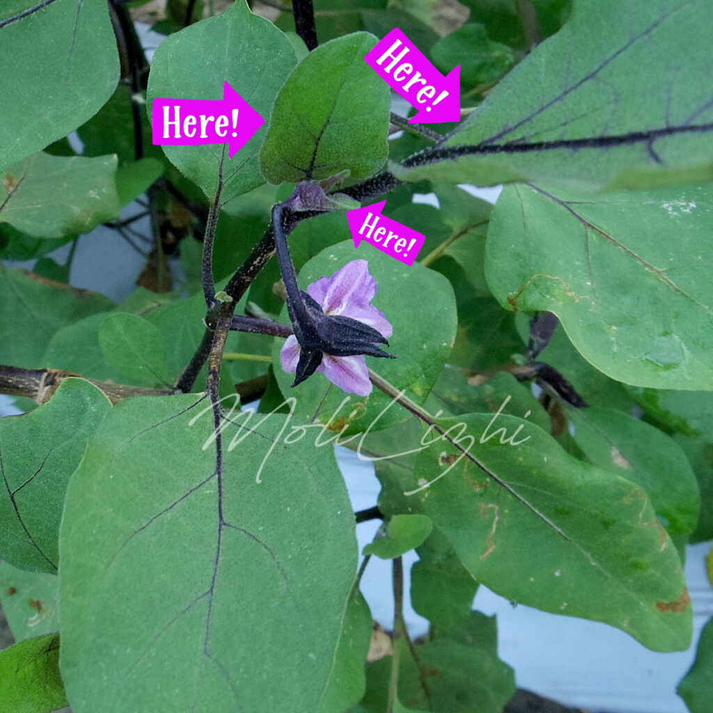 ナスが元気かチェック