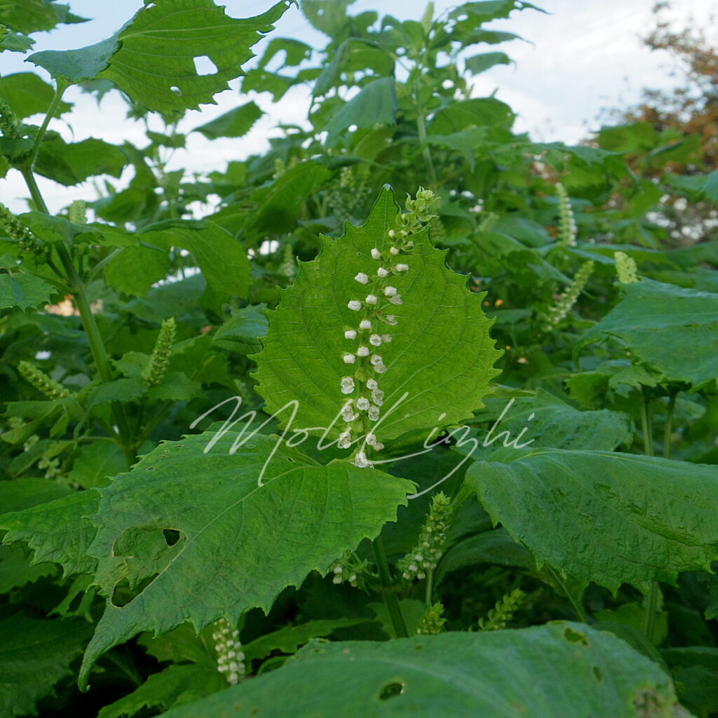 紫蘇の花
