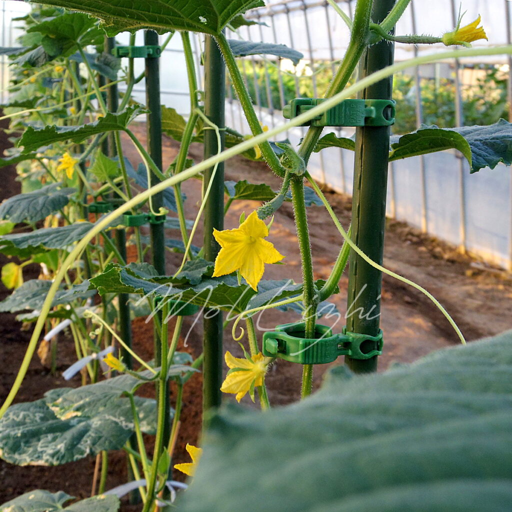 ビニールハウスの中のキュウリ
