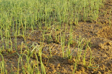 ソニック玉ねぎの苗