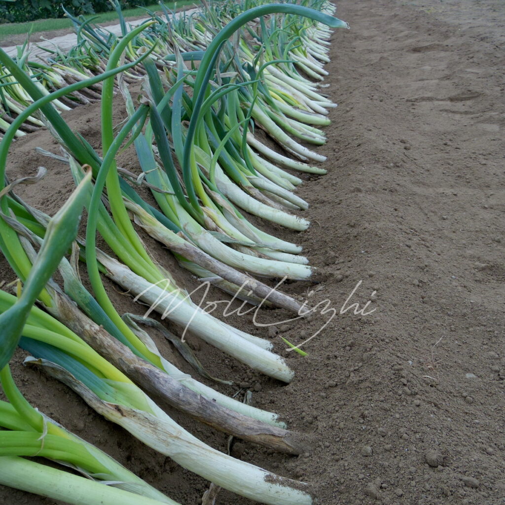 あまるめねぎ やとい