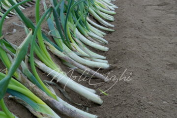 余目ネギ やとい