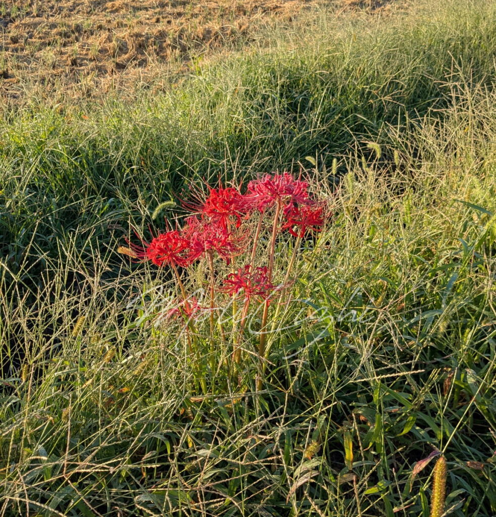 田んぼの彼岸花