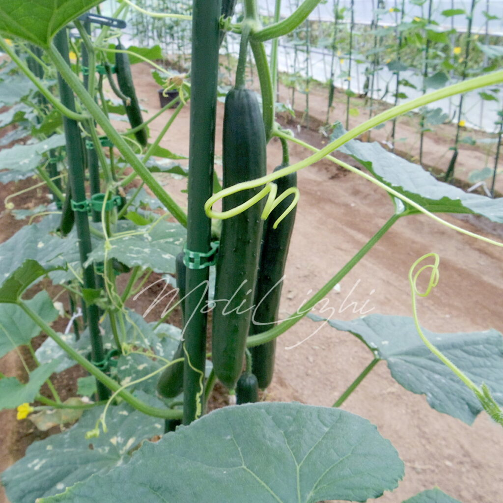 秋どりきゅうりのはじめ