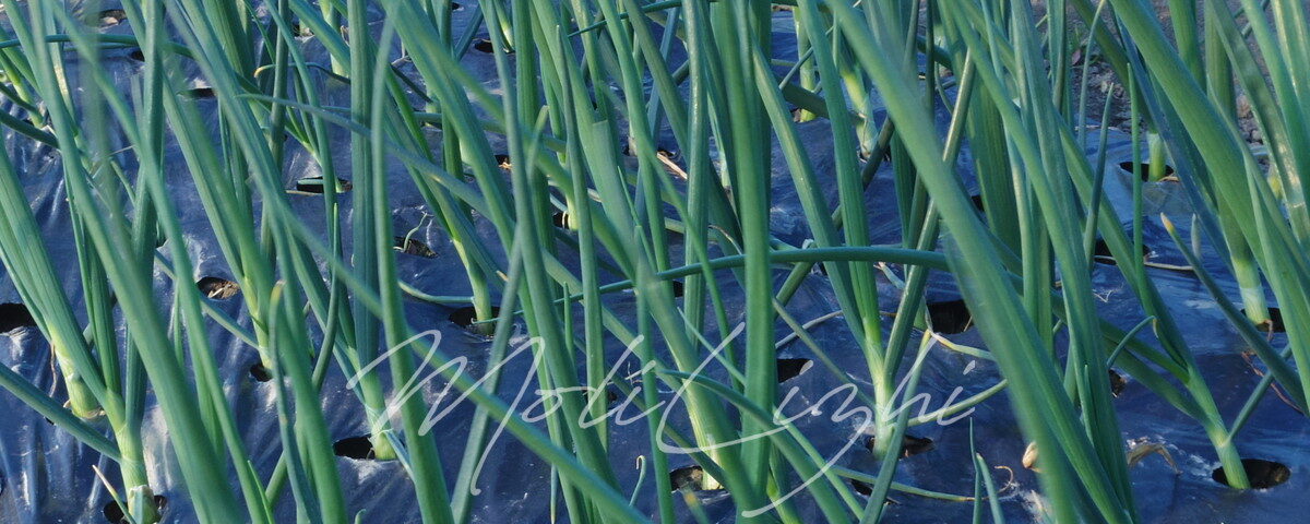 玉ネギ ソニック