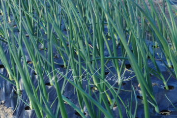 玉ネギ ソニック