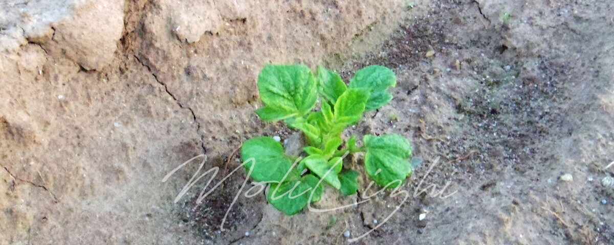 ジャガイモの芽