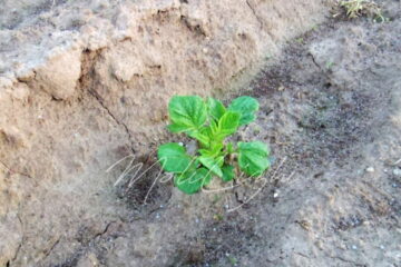 ジャガイモの芽