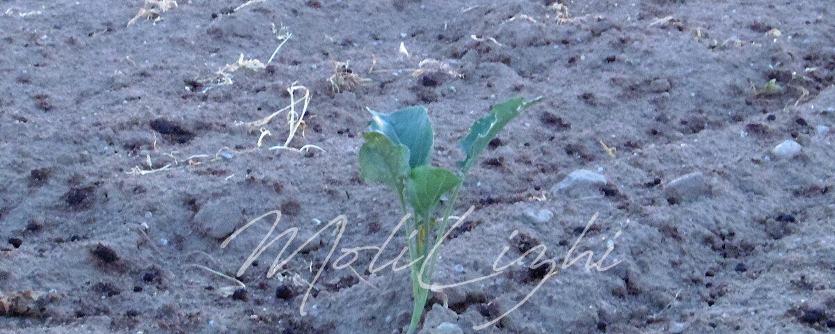 茎ブロッコリー