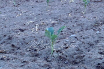 茎ブロッコリー