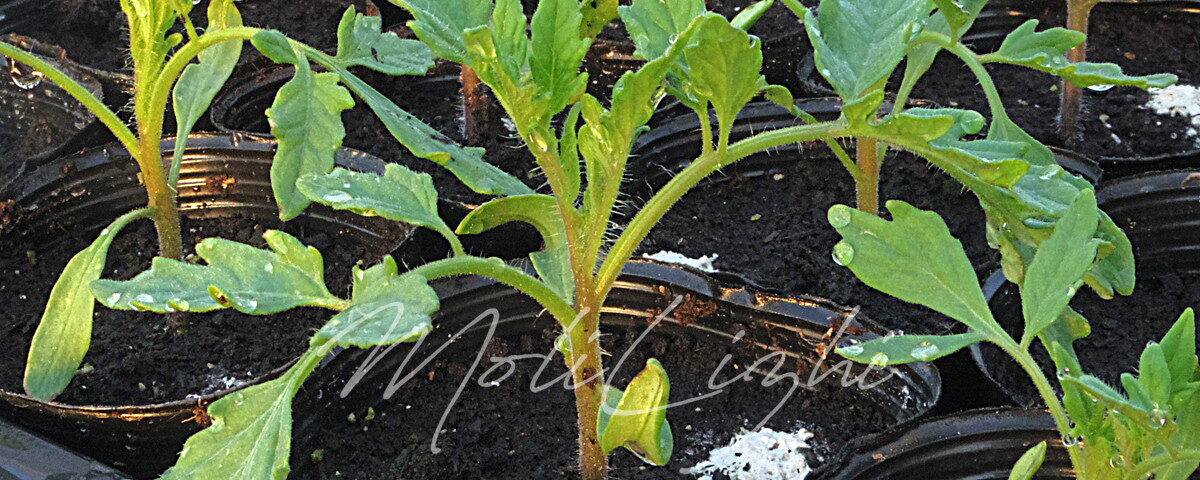 桃太郎ファイト!!の苗