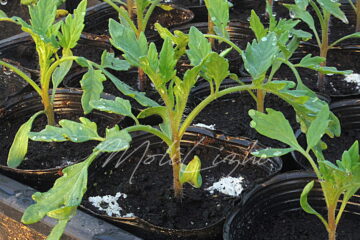 桃太郎ファイト!!の苗