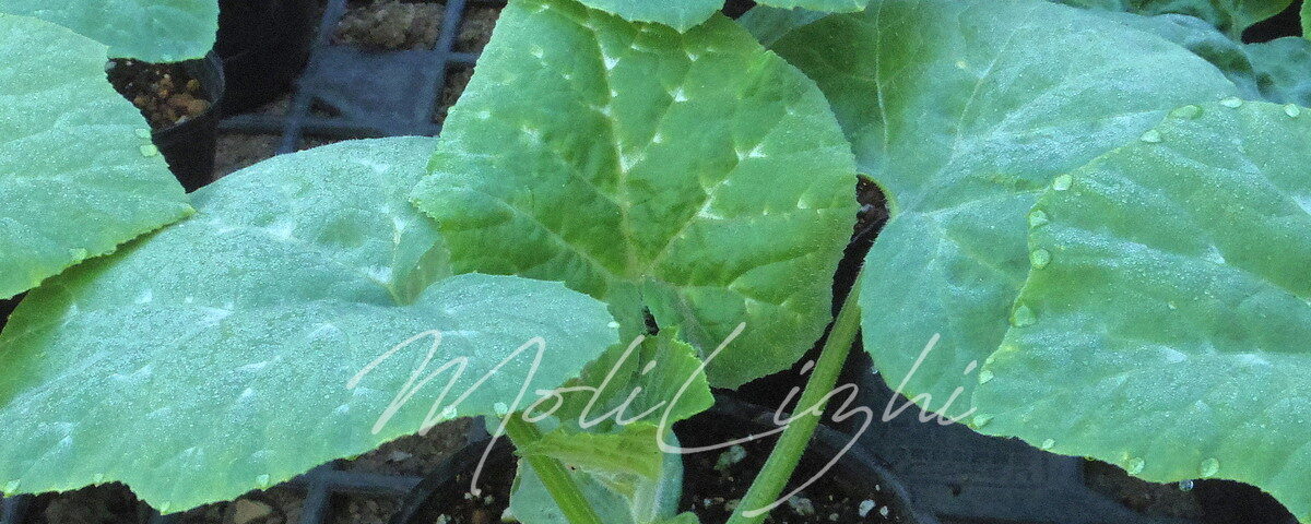 韓国かぼちゃ「マッチャン」