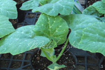 韓国かぼちゃ「マッチャン」