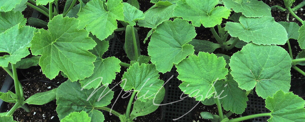 ダイナーEXの苗