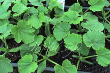 ダイナーEXの苗