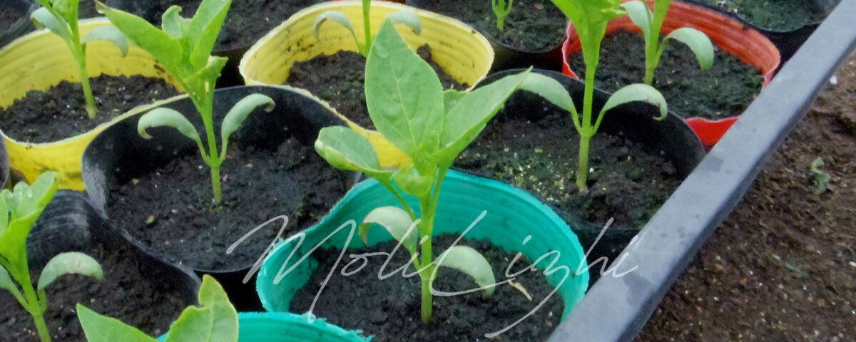 とんがりパワーの苗