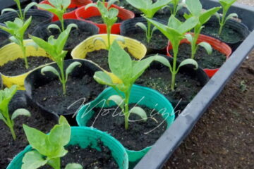 とんがりパワーの苗