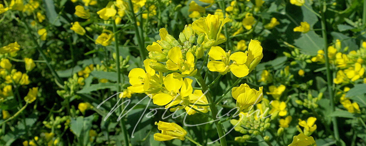 つほみ菜の花