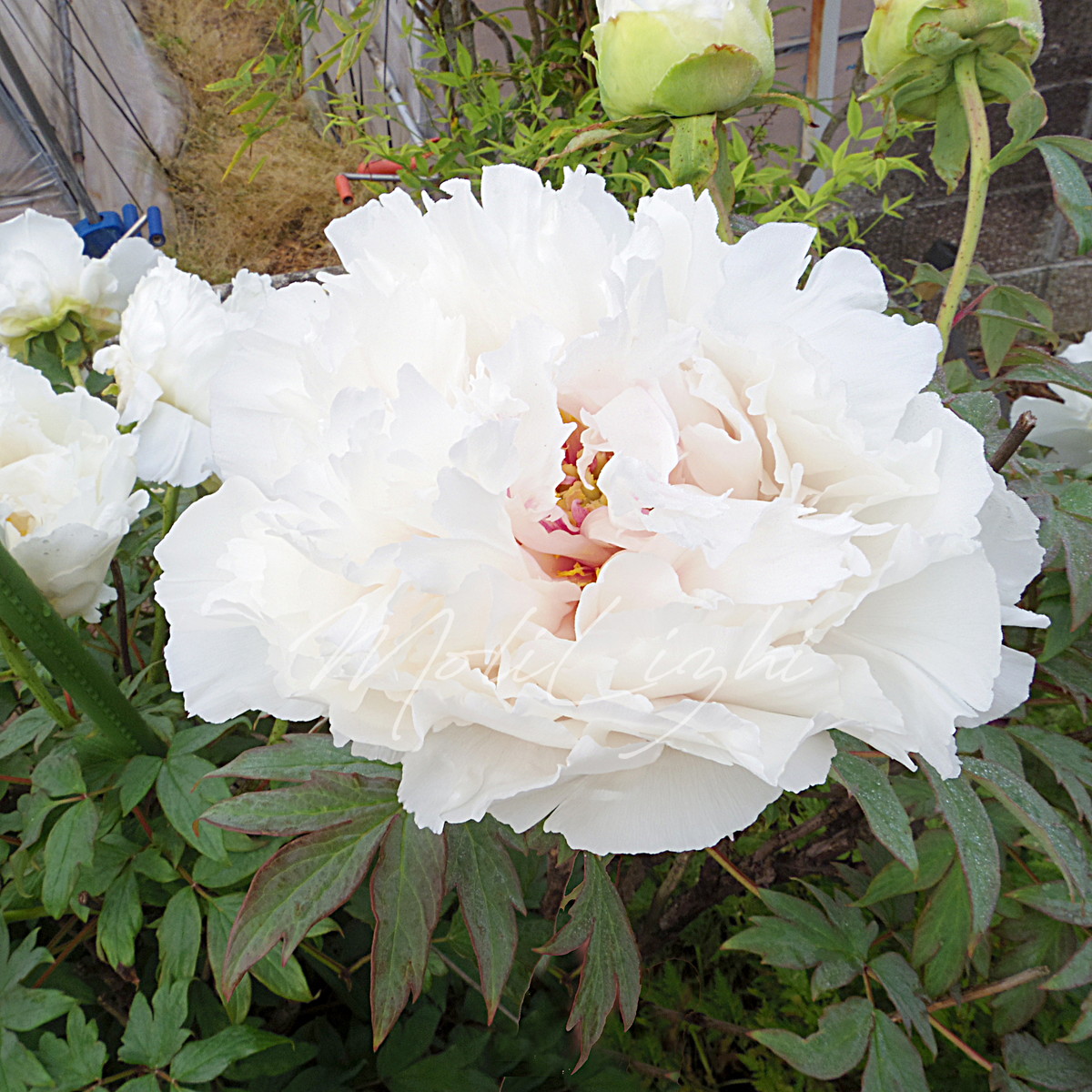 牡丹は芍薬に支えられて育つ - 茉莉茘枝の菜園日記