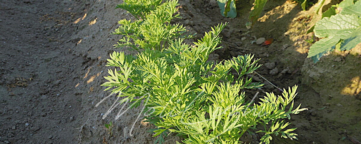 変なニンジンの植え方
