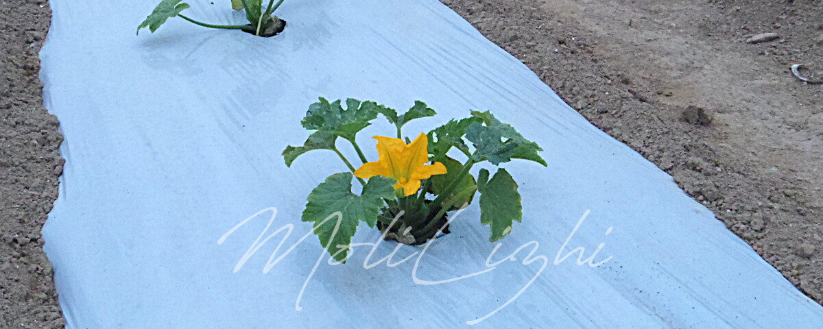ズッキーニの花